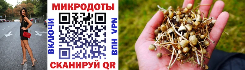 Купить где Юхнов Псилоцибиновые грибы мицелий